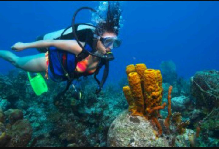 KWR SULBHA DIVING 12