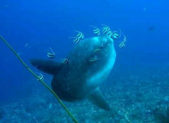 KWR SULBHA DIVING 13