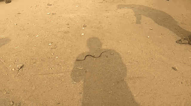 MND SNAKE 1