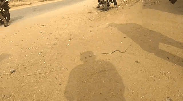 MND SNAKE 2