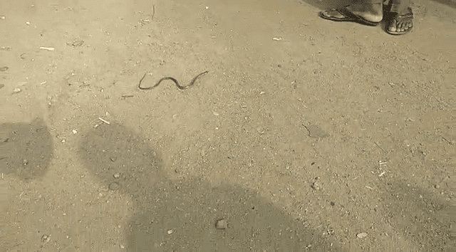 MND SNAKE 3