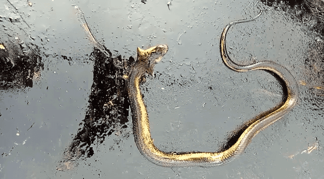 MYS SNAKE 3