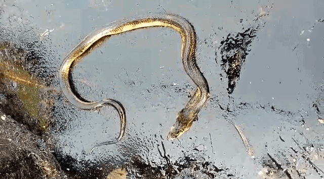 MYS SNAKE 4