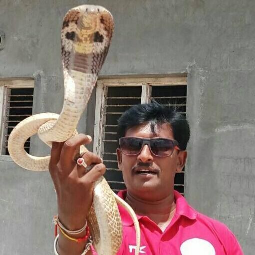 NML SNAKE 1