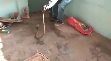 NML SNAKE 2