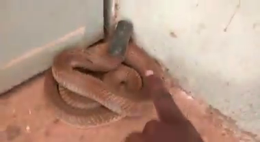 NML SNAKE 4