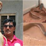 NML SNAKE COLLAGE