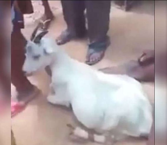 RAPE GOAT 1
