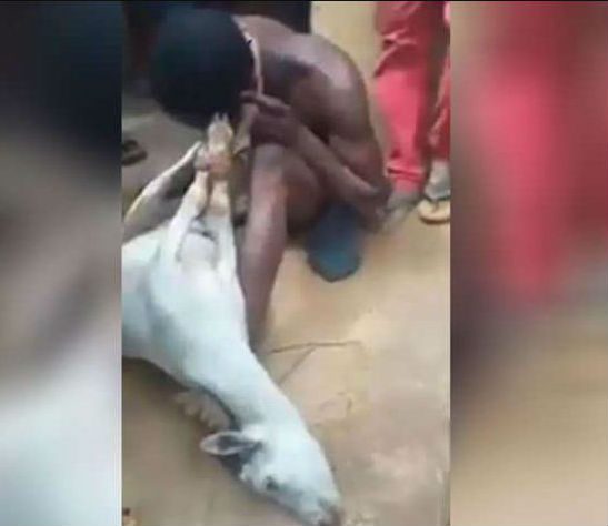 RAPE GOAT 3