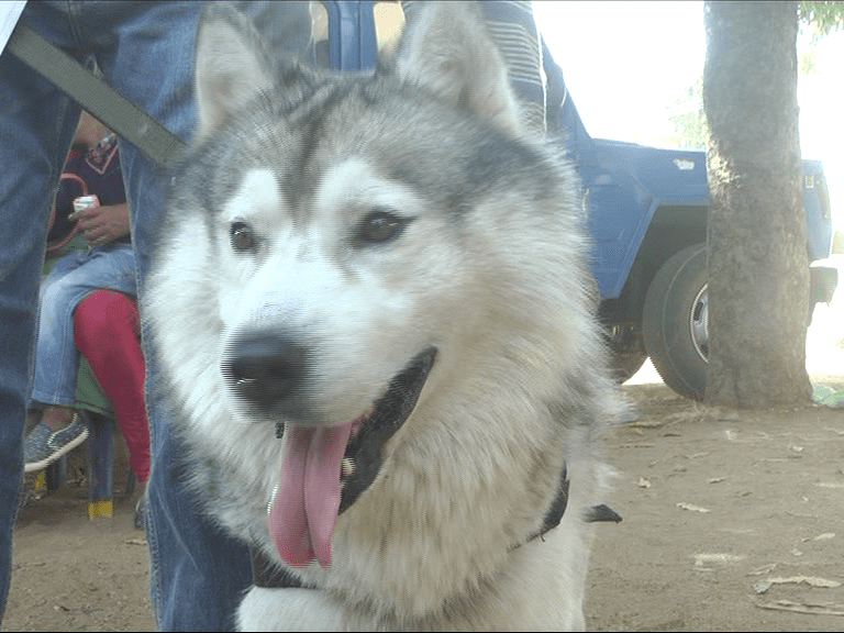 RMG KANKOTHSAVA DOG SHOW 1