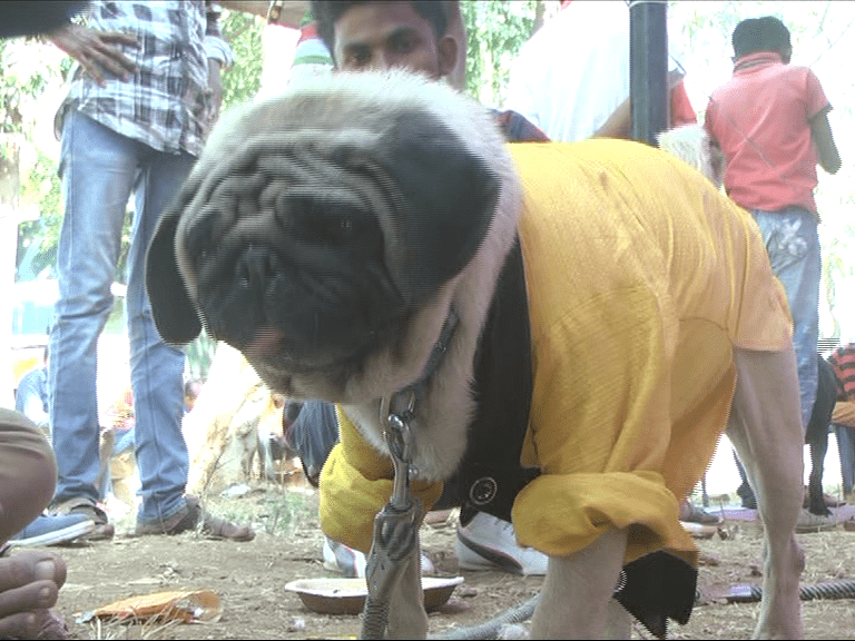 RMG KANKOTHSAVA DOG SHOW 10