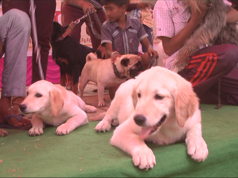 RMG KANKOTHSAVA DOG SHOW 5