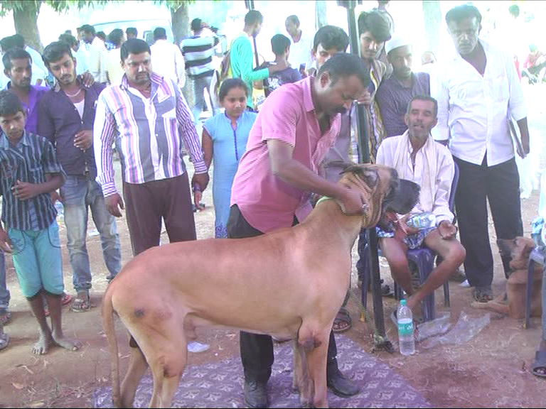 RMG KANKOTHSAVA DOG SHOW 7
