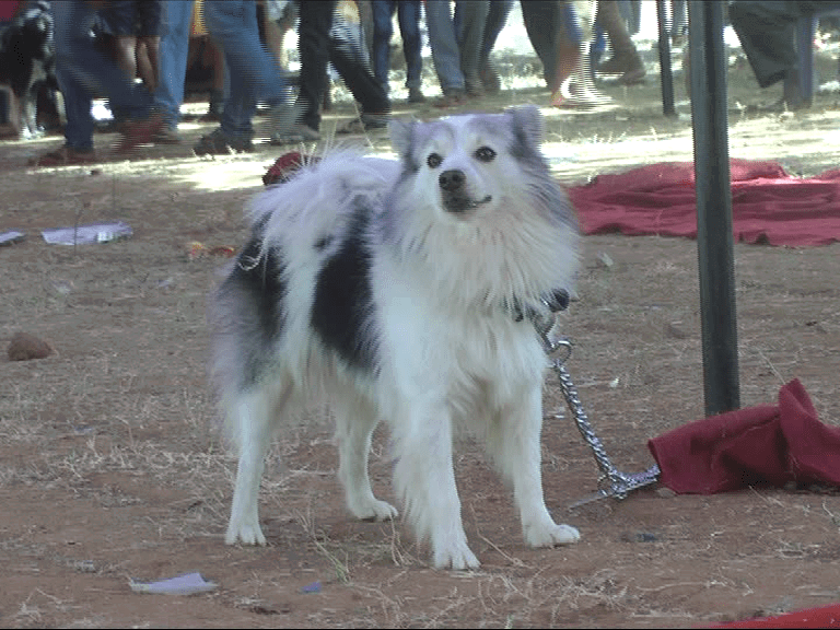 RMG KANKOTHSAVA DOG SHOW 9