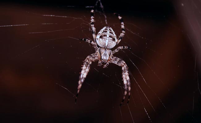 Spider 6