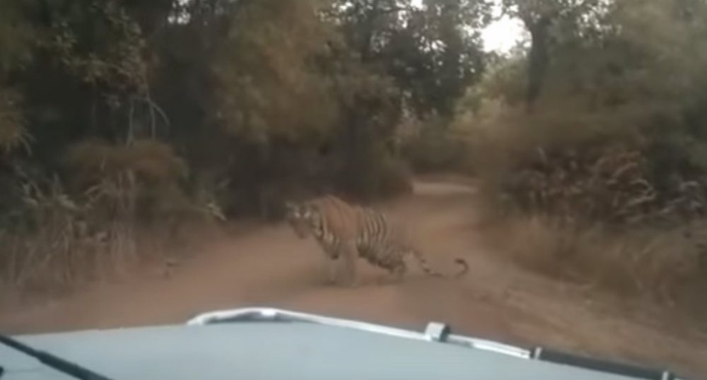 Tiger 2