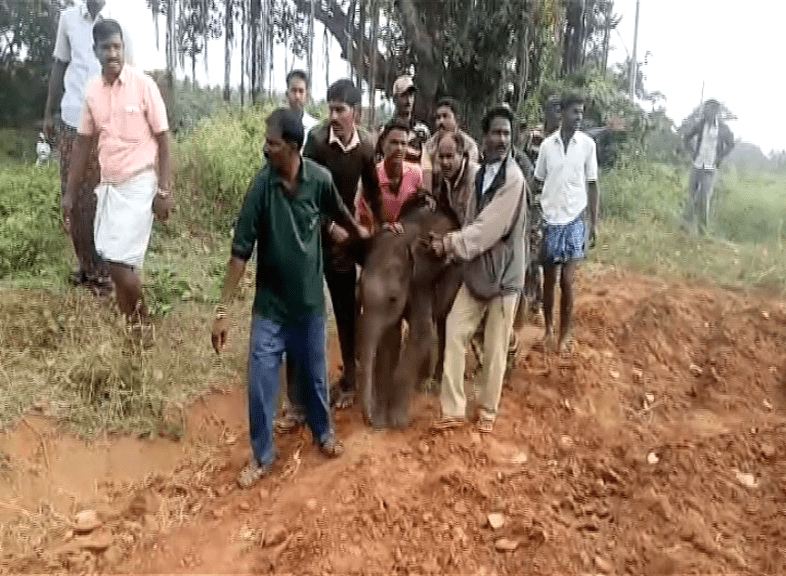 cng elephant 4