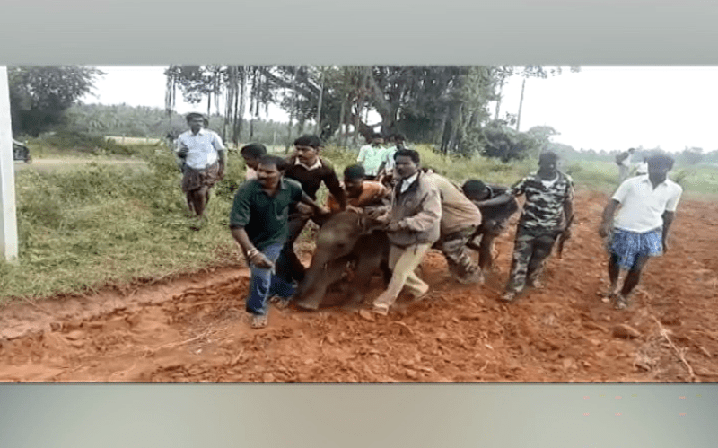 cng elephant