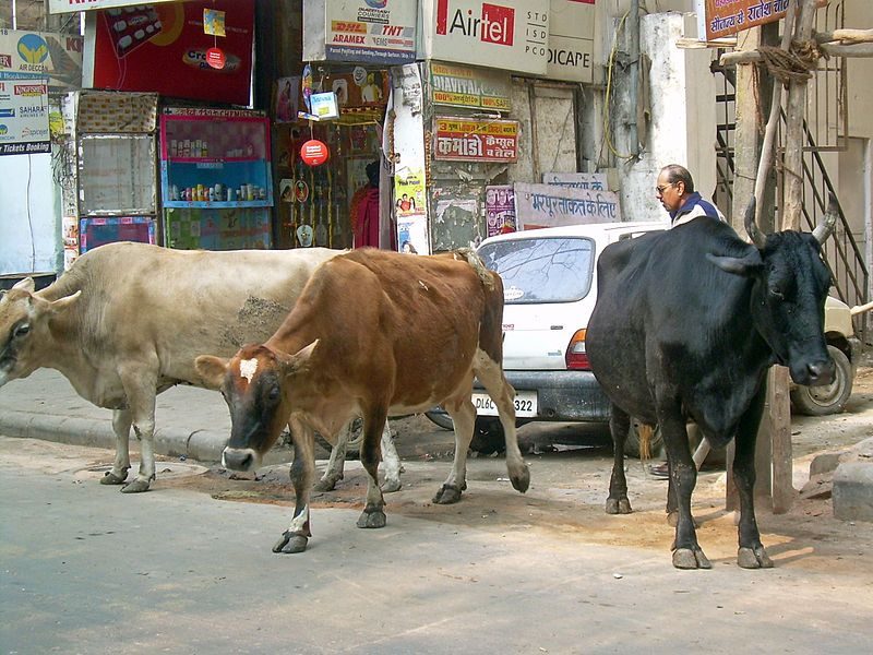 cows delhi