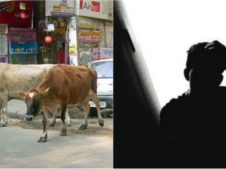 cows sex small