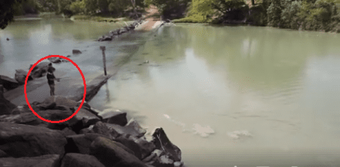 crocodile