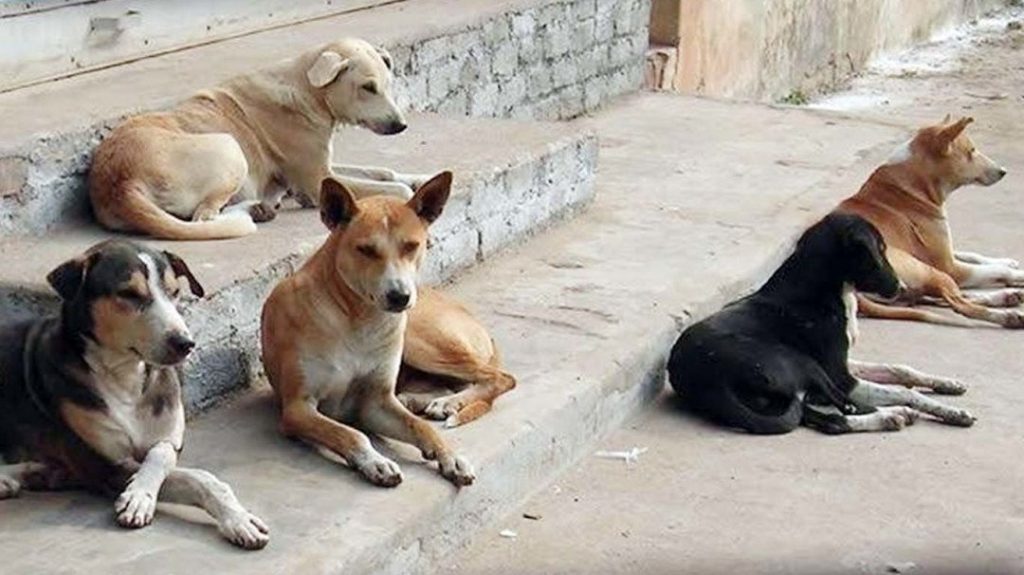 dogs 2