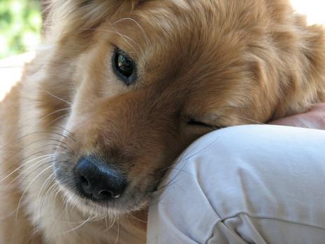 dogs 3