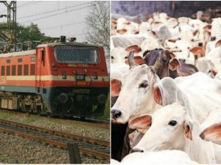 indian railway cow small