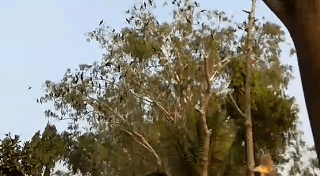 mnd maaranahoma 1
