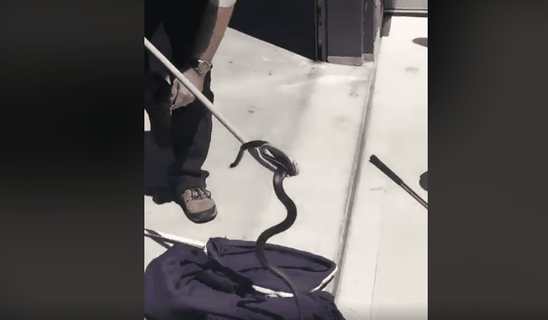 snake 5