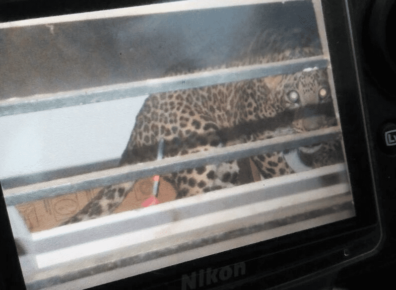 tmk cheeta 2