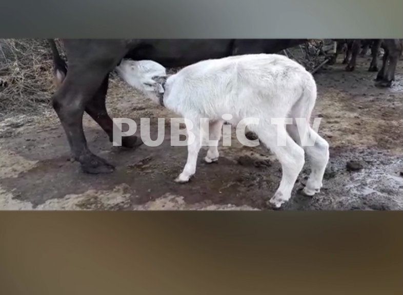 white buffallo 1
