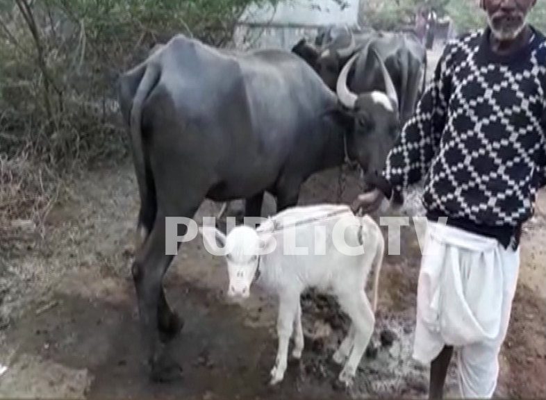 white buffallo 10