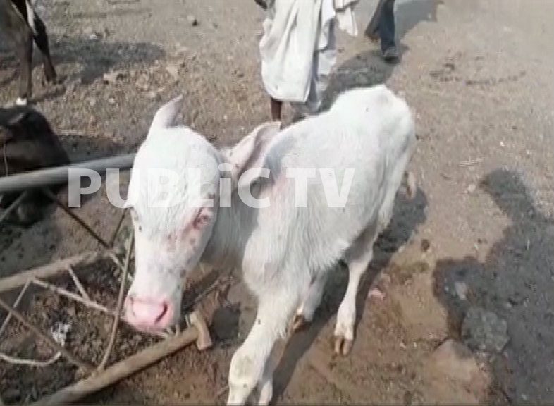 white buffallo 4
