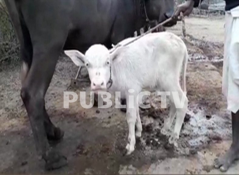 white buffallo 8