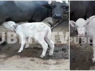 white buffallo glb small