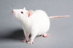 white rat