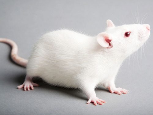 white rat