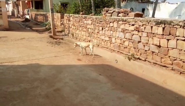 BGK DOG FIGHT 4
