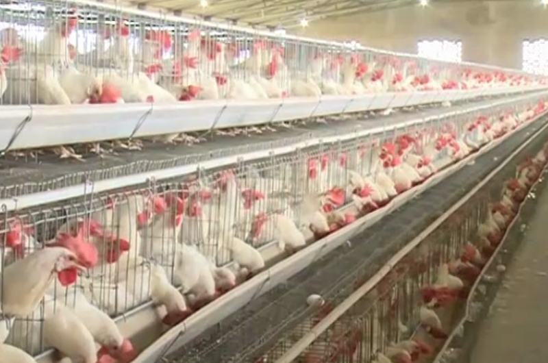 CHICKEN 5