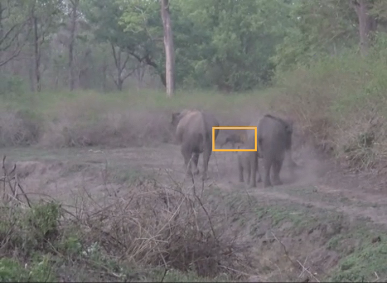 CNG ELEPHANT TIGER FIGHT 1