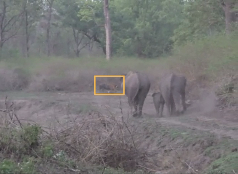 CNG ELEPHANT TIGER FIGHT 2