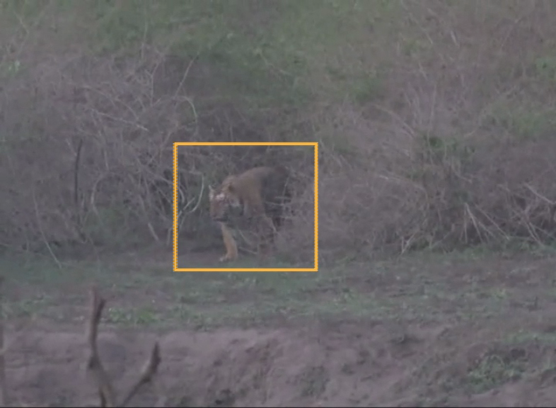CNG ELEPHANT TIGER FIGHT 3