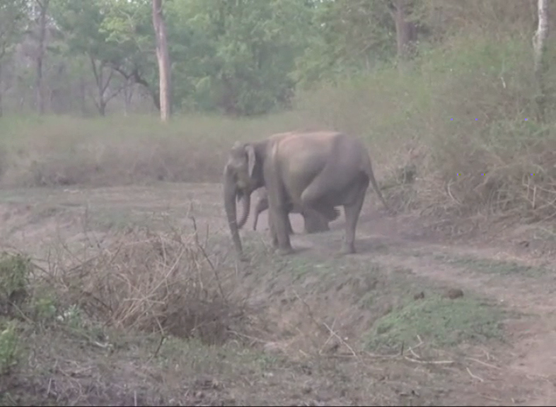 CNG ELEPHANT TIGER FIGHT 4