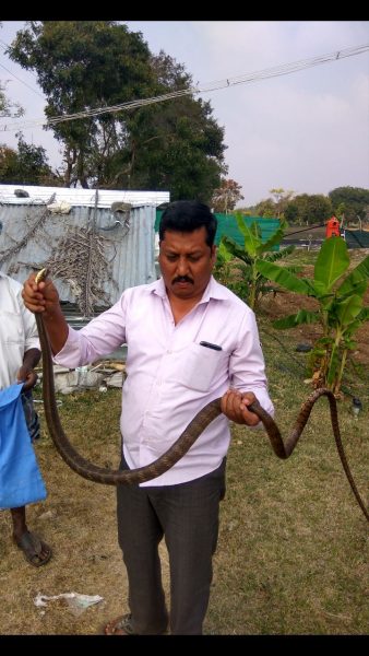 CNG SNAKE 1