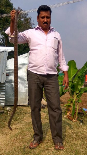 CNG SNAKE 2