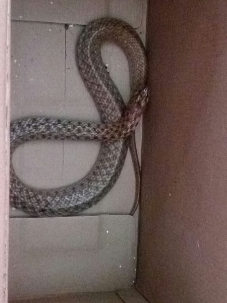 CNG SNAKE 3