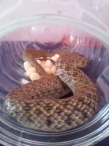 CNG SNAKE 6