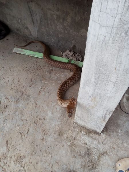 CNG SNAKE 8