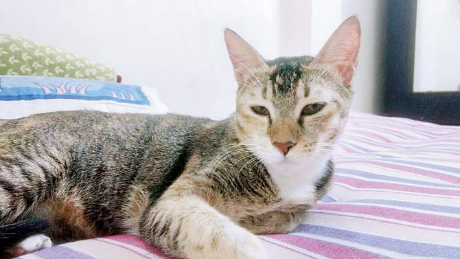 Cat